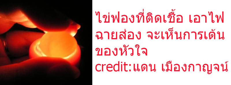 UltraFire Flashlight See Bird Heart Beat in Egg